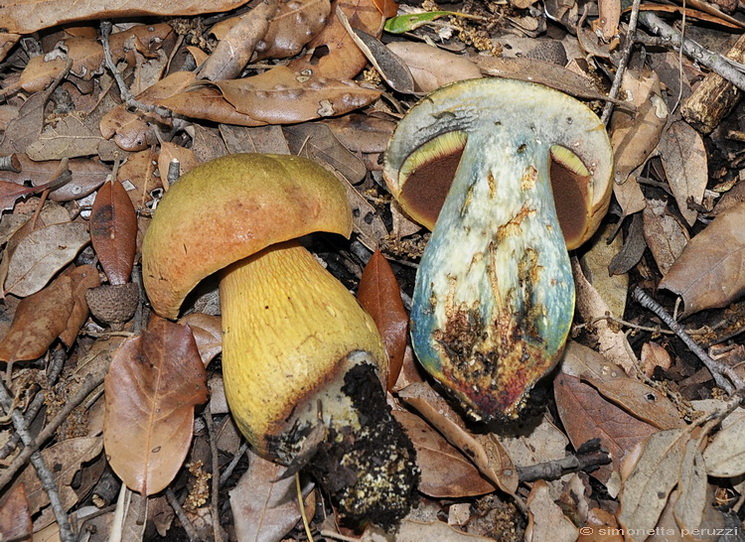 Boletus luridus - Schff.: Fr.